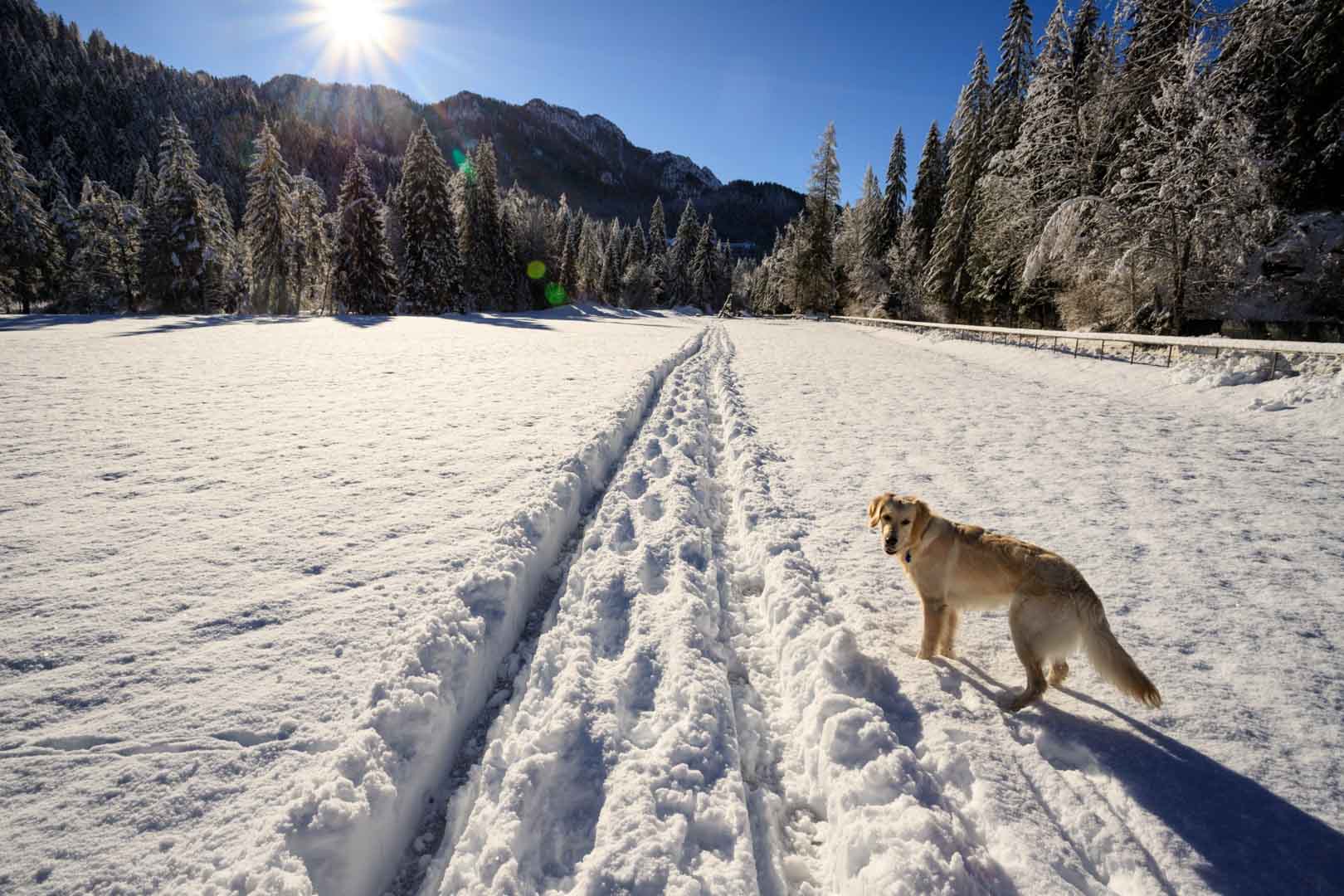 winter landscape in Val Canali, in the natural park of Paneveggio - Trentino